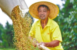 贵州省的农民将收获的杂交水稻种子装车。新华社发