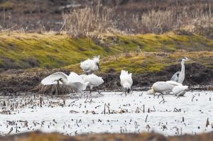 白琵鹭在湿地觅食