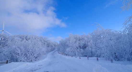 玉树琼枝