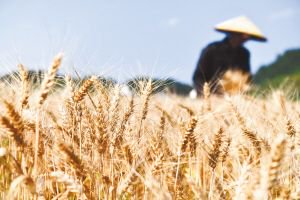 农民在高标准农田里收割小麦。新华社发