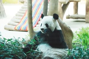 大熊猫一举一动备受游客关注