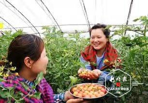 ↑ 蔬菜种植是宾县永和乡主导产业