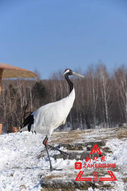 丹顶鹤无时无刻的仪容优雅，白色的羽毛辉映着晶莹的白雪，更添几分仙气。