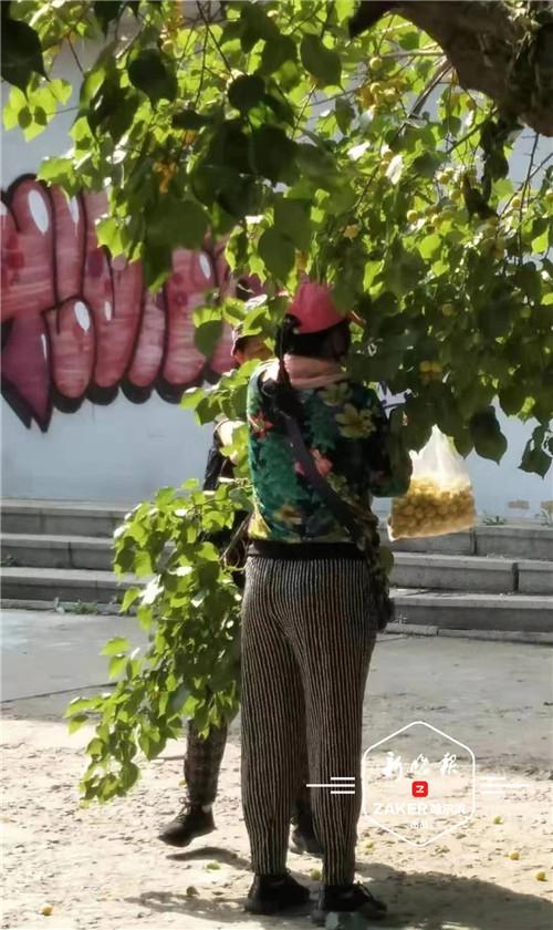 " 我还看到过有人爬树去够果子。" 一位市民说他曾试图劝阻,但根本阻止不了。