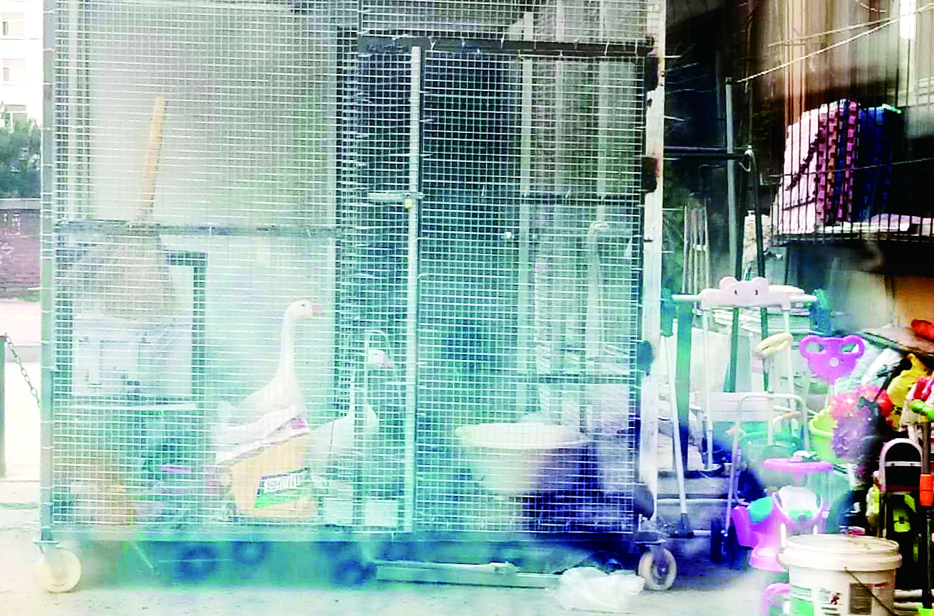 哈市王岗镇金谷城居民投诉邻居扰民 鸡鸭鹅狗