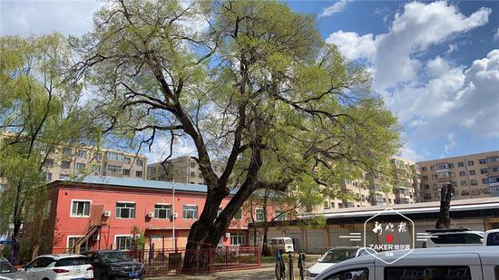  哈市城区最老的榆树（平房城管局楼后居民庭园）