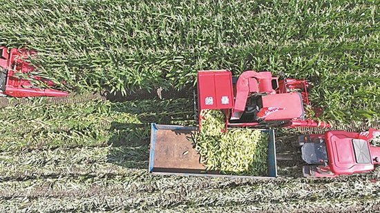 香坊地产鲜食玉米上市每天3万穗销往国内外市场