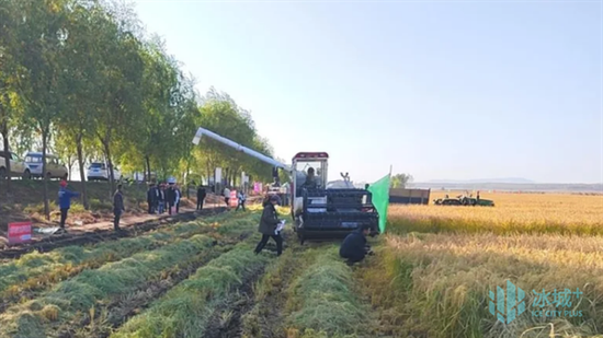 應用新農技增產5%，“通河旱稻”喜獲豐收