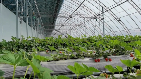  桦川县温室大棚草莓新鲜上市