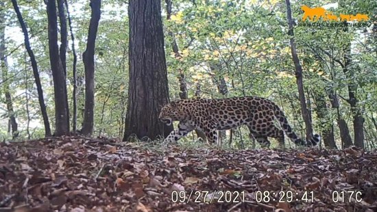 2021年9月27日在东北虎豹国家公园内监测到的野生东北豹影像（视频截图）。新华社发