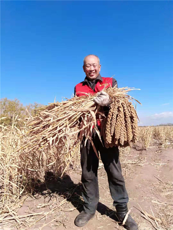 代少辉在丰收的谷地里。