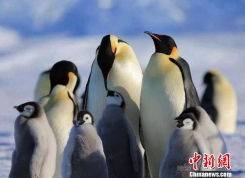 田振华拍摄的帝企鹅萌态百出。受访者供图