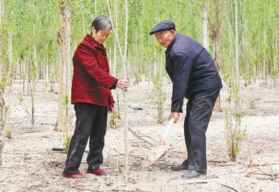 付志周（右）和老伴陈爱兰在种树。
