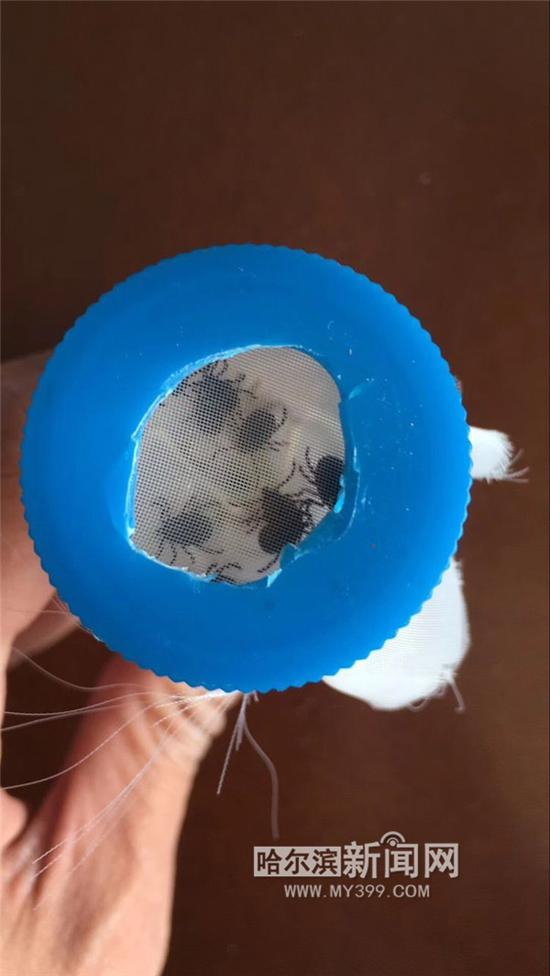 放在试管中的蜱虫。