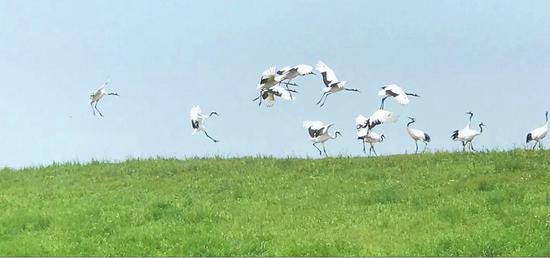 扎龙湿地上翩翩飞舞的丹顶鹤。