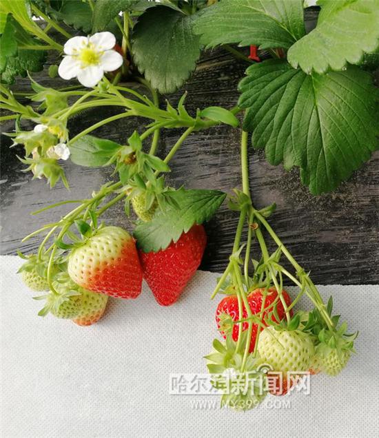 地产温室草莓已成熟将陆续上市。