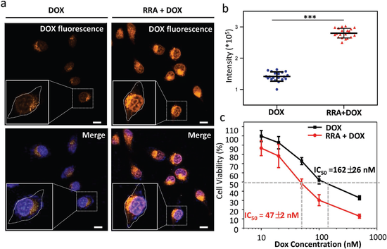 图2. RRA策略促进了肾癌细胞对DOX的摄取，降低了DOX的IC50。