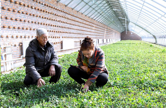 在碾子山区春光村新建的棚室内，农技人员现场指导中草药育苗。