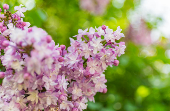 哈尔滨丁香花