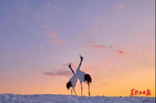 雪地观鹤。