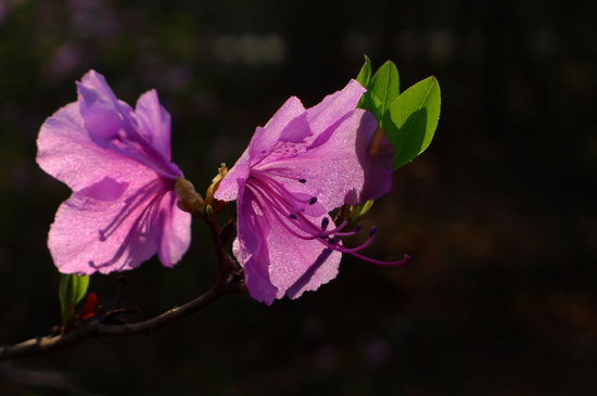 杜鹃花