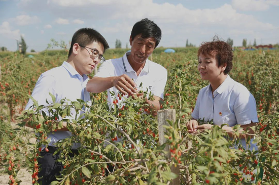 2019年7月，邮储银行甘肃省白银市靖远县支行信贷客户经理在枸杞种植基地进行贷后回访