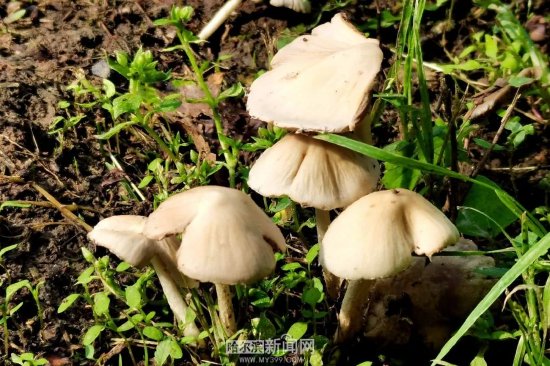 注意！雨后蘑菇多，这些不能吃 哈尔滨已经有人中毒