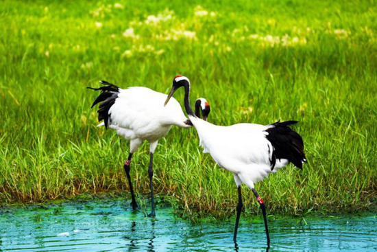 扎龙国家级自然保护区