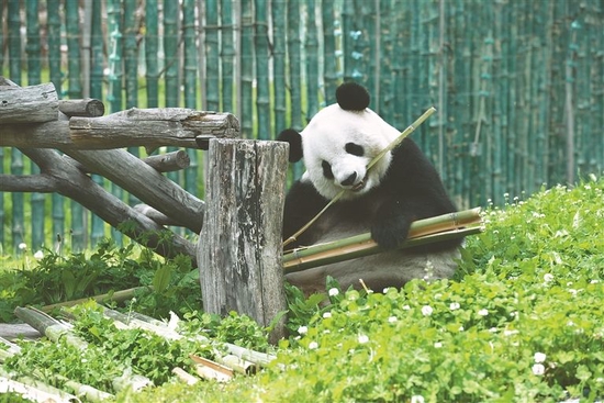 憨态可掬的大熊猫。蔡韬摄