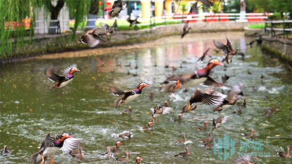 明年相見！兆麟公園首批鴛鴦啟程南遷