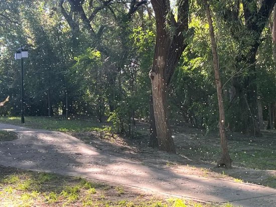 东北多地泛滥！尔滨、长春、大庆……专家称不是“小咬”！是什么？有没有毒？