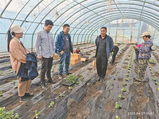从事油豆角育种31年 培育制作本土酸黄瓜 黑大冯教授 这两项