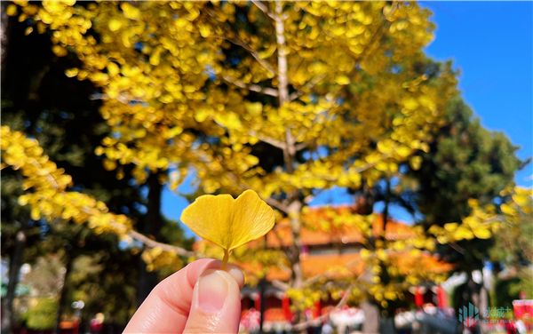 冰城有一種秋色，叫“銀杏黃”~