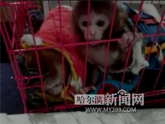 网上叫卖的“石猴”是保护动物。