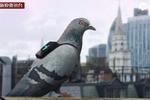 现场:伦敦派鸽子携带空气质量检测仪测污染
