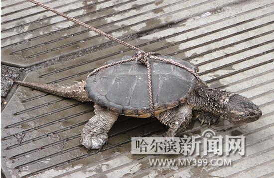 街头叫卖“百岁王八”