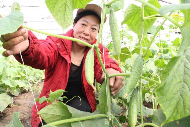 哈尔滨周边产棚菜陆续上市