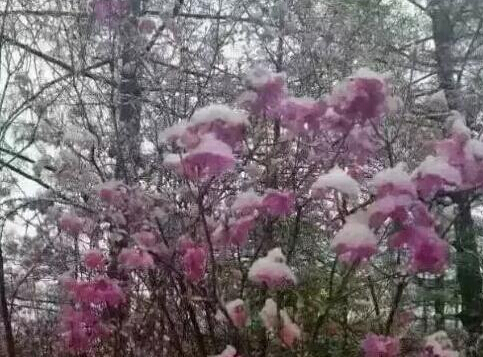 红星林业局大平台附近的杜鹃花海染雪后更显娇艳