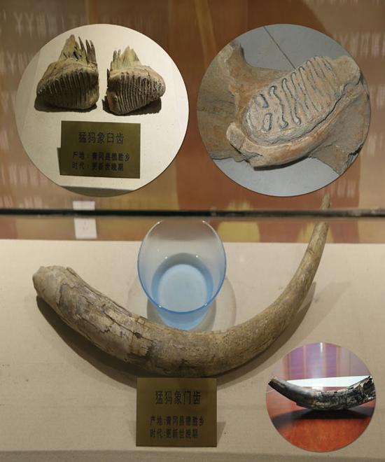 青冈县第四纪古生物化石博物馆展出的猛犸门齿和臼齿。