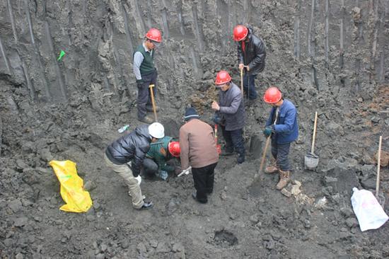 青冈县猛犸象化石保护性挖掘现场。