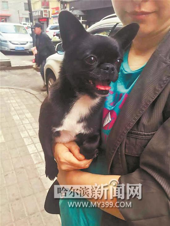 走失的吉娃娃犬“妞妞”。胡女士供片