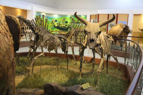 青冈县第四纪古生物化石博物馆展出的王氏水牛化石。