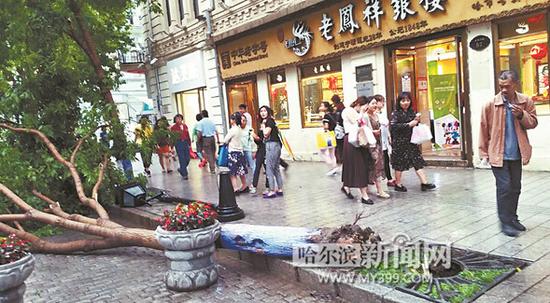 中央大街西十二道街老凤祥门前，暴雨中一棵大树被狂风连根拔起