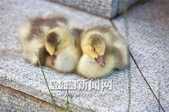 幼稚园的两只赤麻鸭小宝宝萌萌地睡着了。