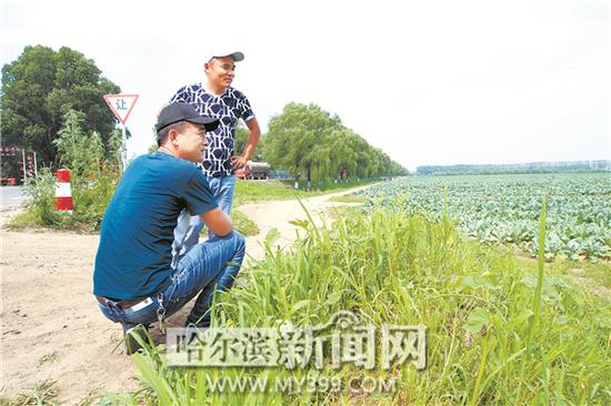 上海菜商在菜花地边蹲守。