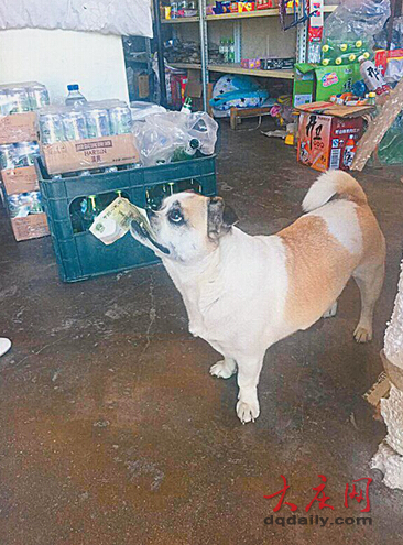 一只小狗叼着1元纸币来食杂店买火腿肠