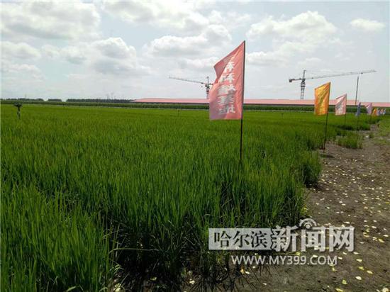 旱直播栽培水稻无需建立深水水层，直接在农田中撒种播种。