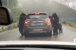 吓傻！四黑熊模仿人类直立 围堵游客汽车不让走
