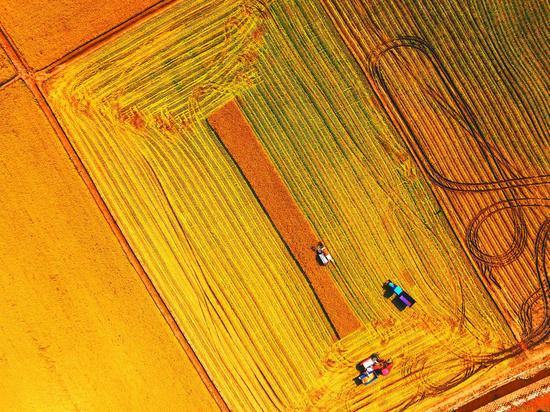 图为在垦区856农场，来自安徽淮安的农机手驾驶收割机在稻浪翻滚的田间进行收割作业。