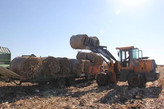 双城区积极响应哈尔滨市委市政府提出的秸秆禁烧政策，从九月末开始，利用机械将收割后的玉米秸秆进行打包，做牲畜饲料和有机粪肥原料